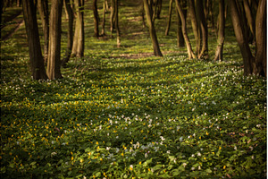 Flowering green forest with white, a Nature Photo by Nature and travel