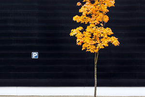Parking lot maple tree in autumn, a Nature Photo by BOOCYS