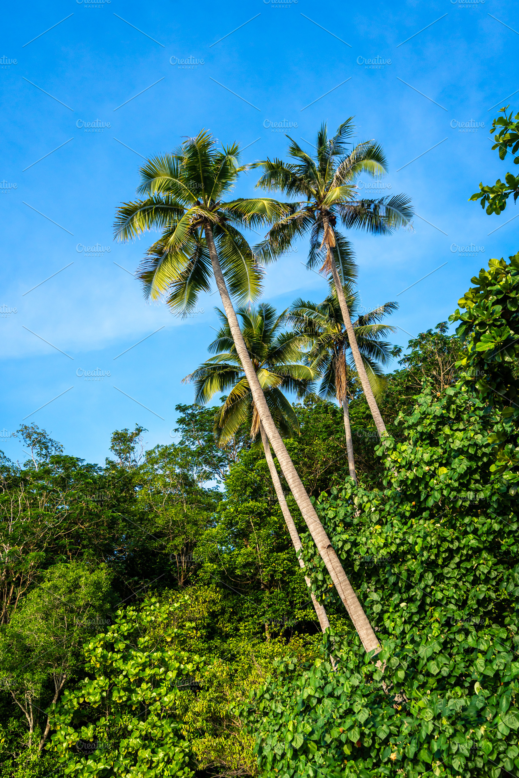Palm trees on Lia beach, Waleakodi Island, Togian archipelago, S, a Nature Photo by GoodGoods
