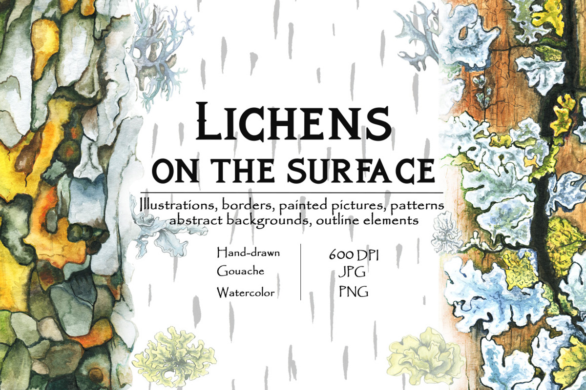 Lichens on the Surface, an Illustration by Ann Bright (Photo 1 of 16)
