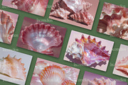 60 Aesthetic Seashells Stock Photos, a Nature Photo by Incomelion (Thumbnail 10 of 14)
