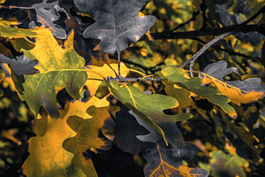 Leaf #7, a Nature Photo by jakub_kopecky