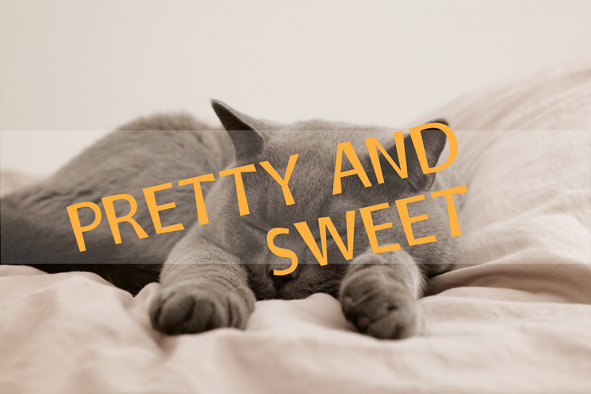 Wild Cat, a Sans Serif Font by edcreative (Photo 2 of 4)