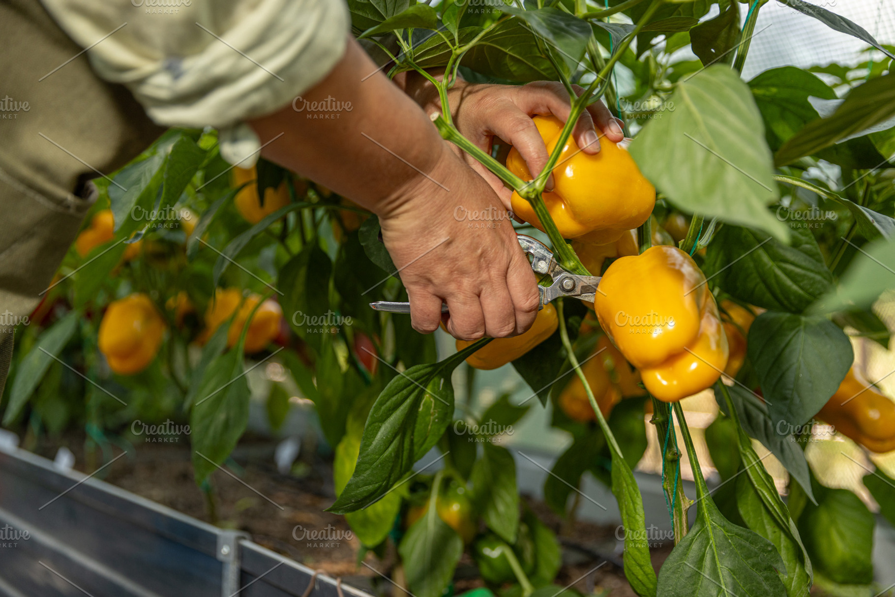 Hands harvesting yellow bell peppers, a Photo by Grafvision photography