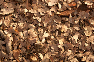 Leaf Litter - Oak Leaves