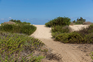 Sand dunes and green bushes, a Nature Photo by Imaginarium