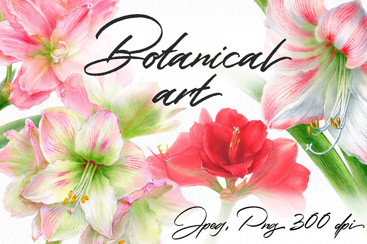 Botanical art - amarillis flowers, an Object Graphic by ViktoriArt (Photo 1 of 14)