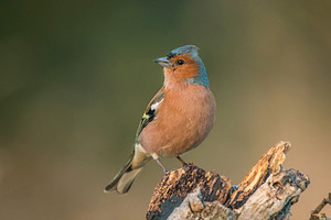 Common chaffinch fringilla coelebs containing nature, wildlife, and chaffinch