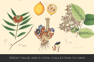 300 Vintage Botanical Illustrations