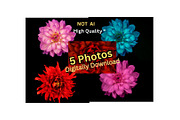 Colorful Dahlia Flower Photo Bundle, a Nature Photo by Silent Nature (Thumbnail 1 of 6)