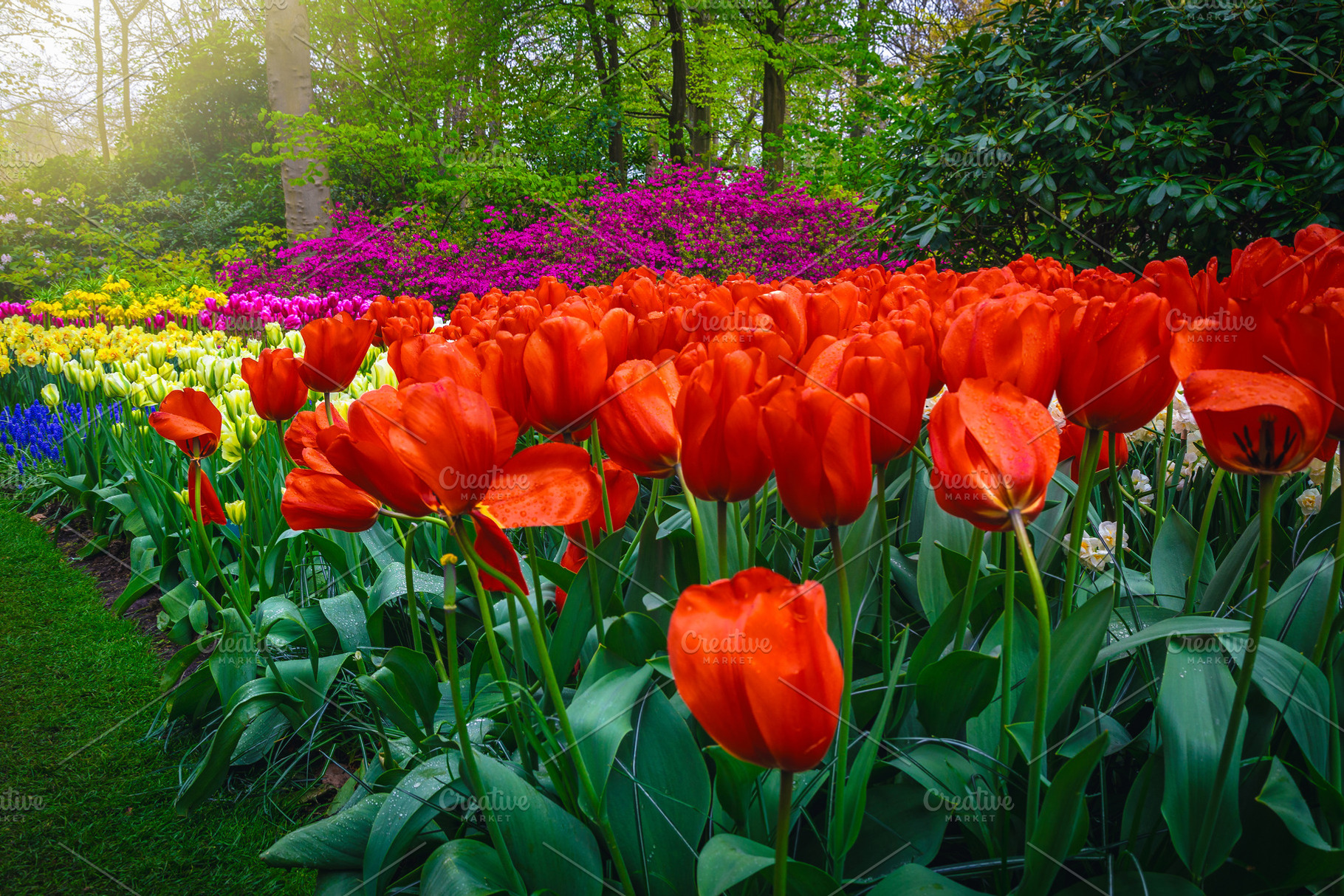 Flower bed with various flowers, a Nature Photo by Alpine Dreams
