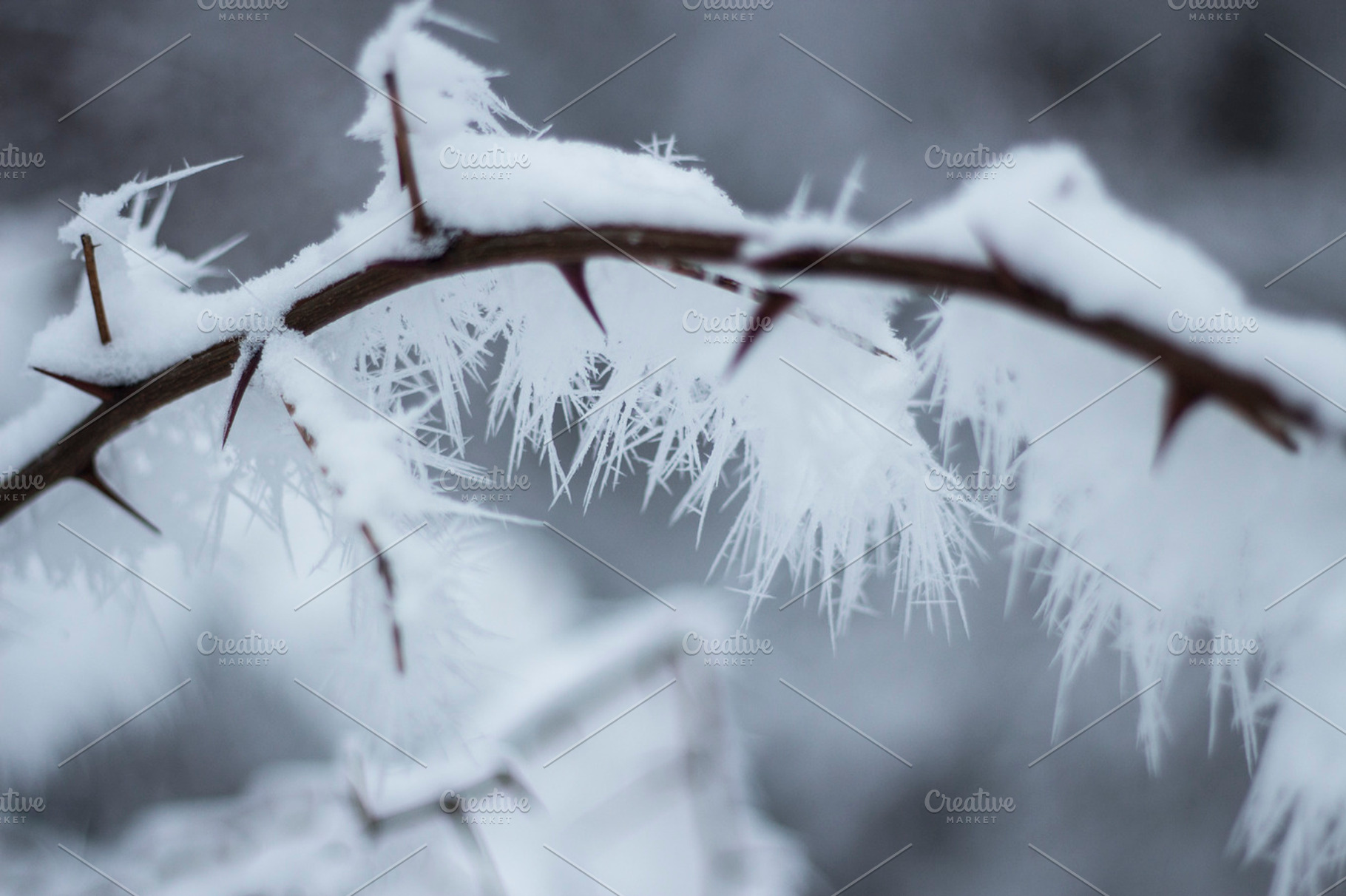 Branch with snow 1, a Nature Photo by Pixelglow Images