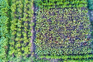 Plants of potato, beet and carrot in a field in Kursk region of Russia, a Nature Photo by Leonid Andronov