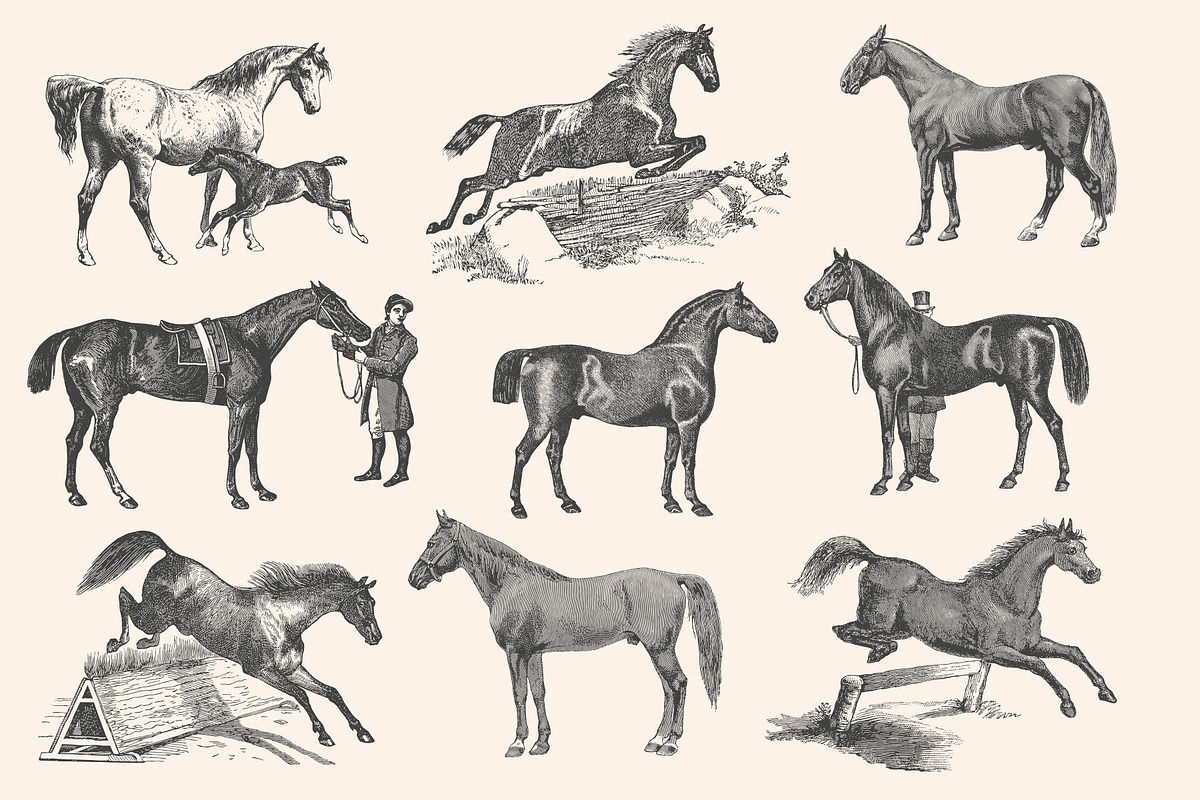 Horses - Vintage Illustration Set, an Illustration by Graphic Goods (Photo 4 of 12)
