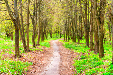 Green park with green trees, a Nature Photo by Vapi