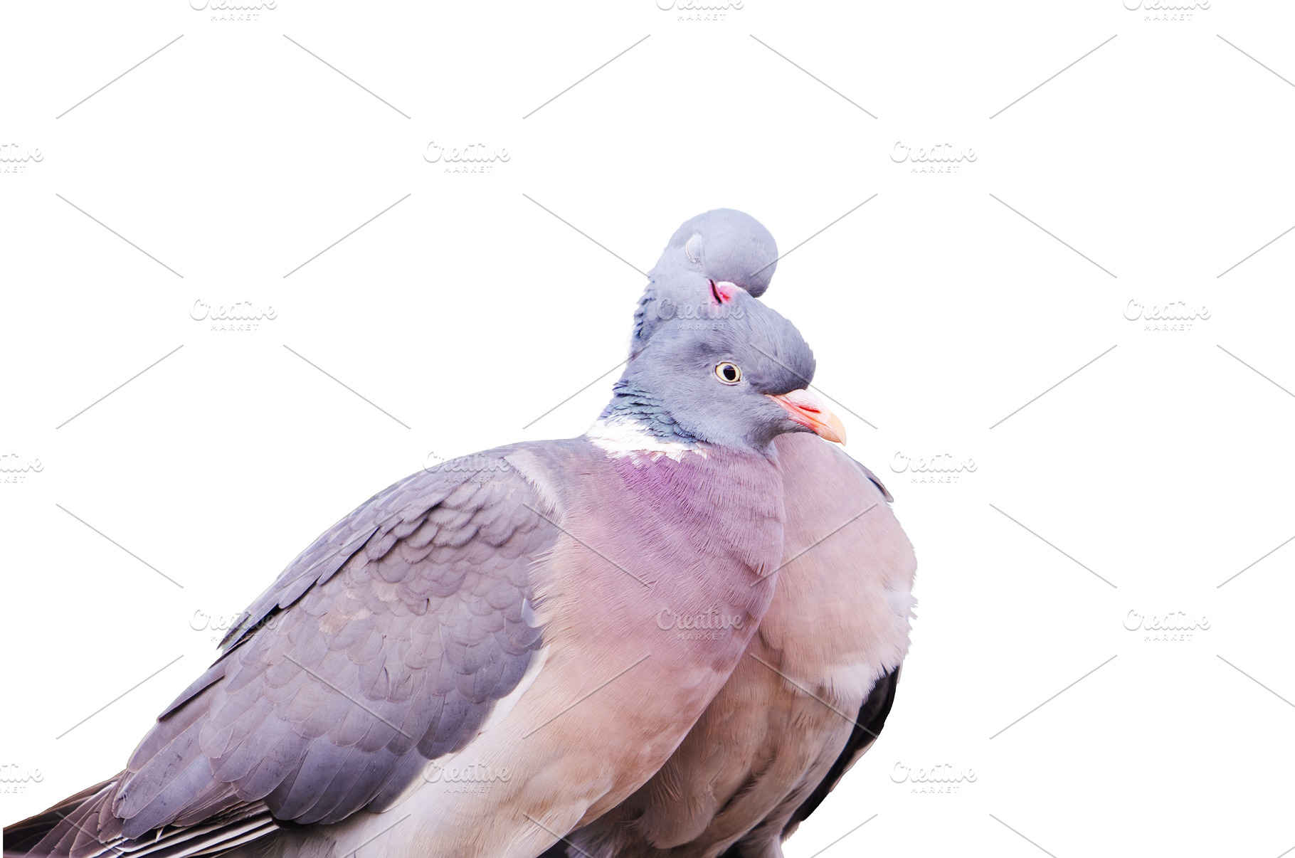 Pair of Wood Pigeons Grooming Each, an Animal Photo by Pakosta