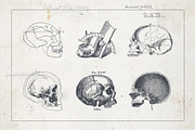 Craniometry, an Object Graphic by Sick Optix (Thumbnail 7 of 8)