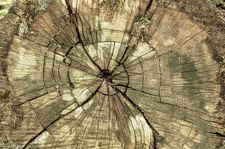 Close up textured detail of a tree stump with growth ring pattern and cracks re
