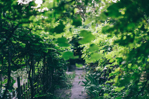 Secret garden featuring summer, summertime, and garden