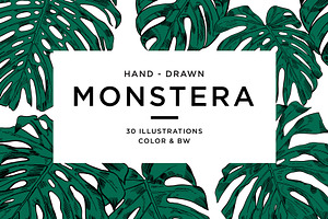 Green MONSTERA Leaves