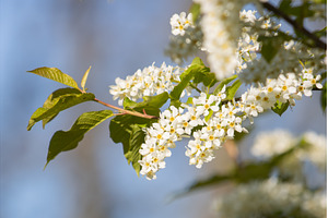 White Bird Cherry (Prunus padus, an Animal Photo by Pakosta