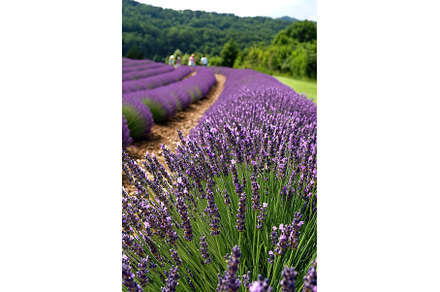 Lavender fields with rolling hills, a Beauty & Fashion Photo by Lermont51