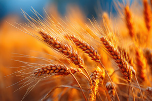 Wheat ears glowing in the warm sunlight, a Nature Photo by AlyaAnd