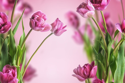 Springtime tulips background