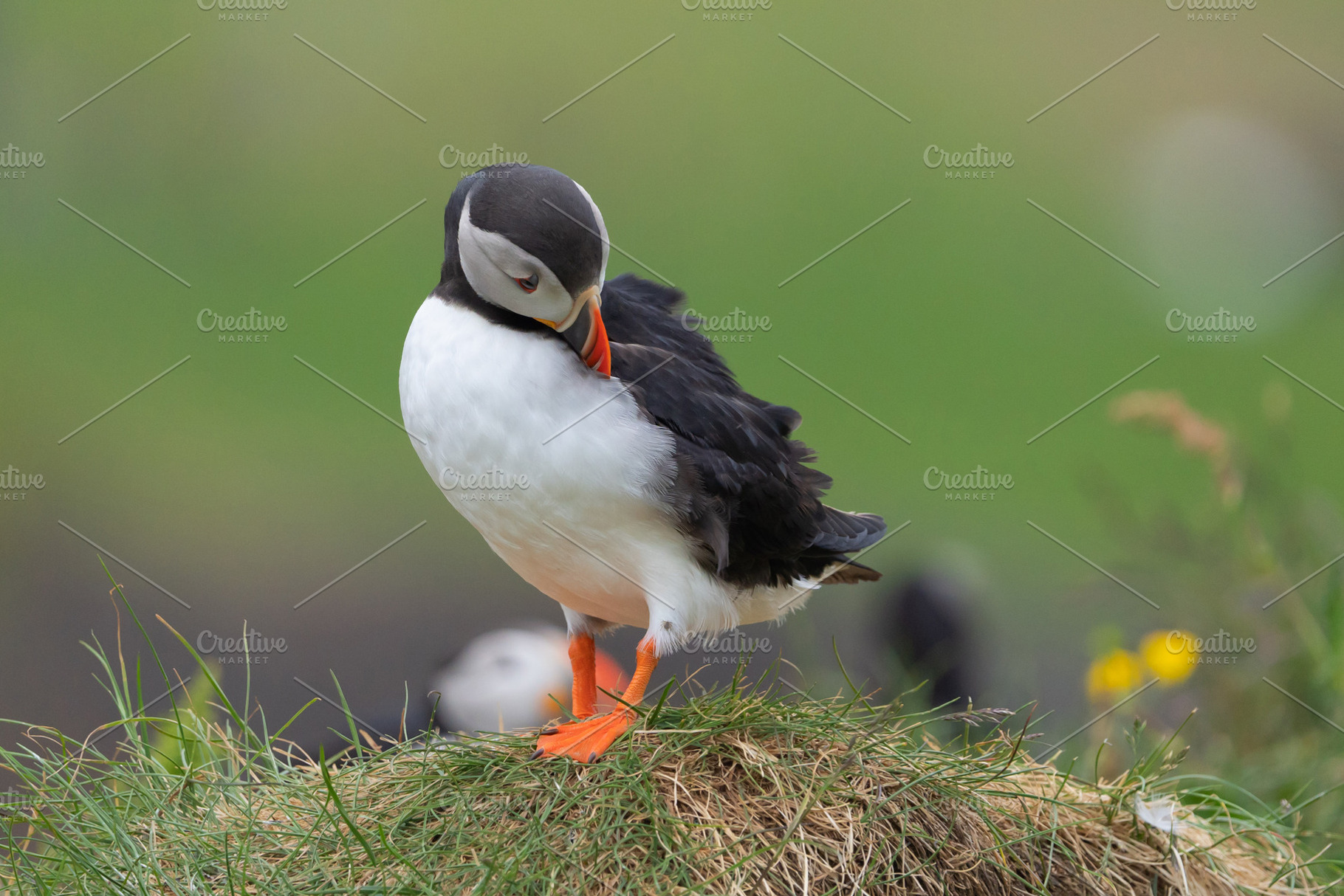 Close up of puffin bird or Fratercula in Iceland in summer seaso, an Animal Photo by Tampatra