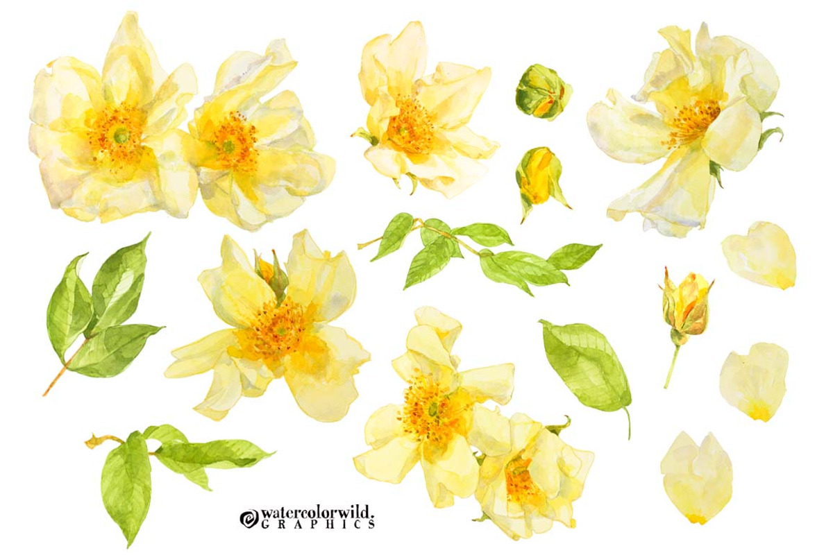 Yellow Roses -single species package, a Work Illustration by watercolorwild.graphics (Photo 6 of 6)