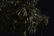 The California Fan Palm Tree, a Plants & Tree 3D Model by FuturePastCreatives (Thumbnail 6 of 8)