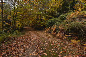 Forest path covered in leaves in aut, a Nature Photo by Perpis