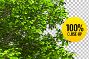 CUT OUT ENGLISH OAK TREE, a Mask Mockup by 3DSTORE (Thumbnail 3 of 4)