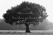 The Candelor | Luxury Chic Font, a Script Font by Denustudios (Thumbnail 6 of 12)