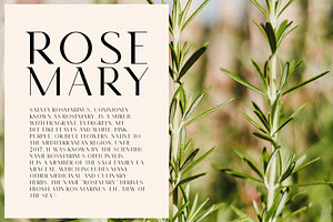 Rosemary - Modern Semi Serif