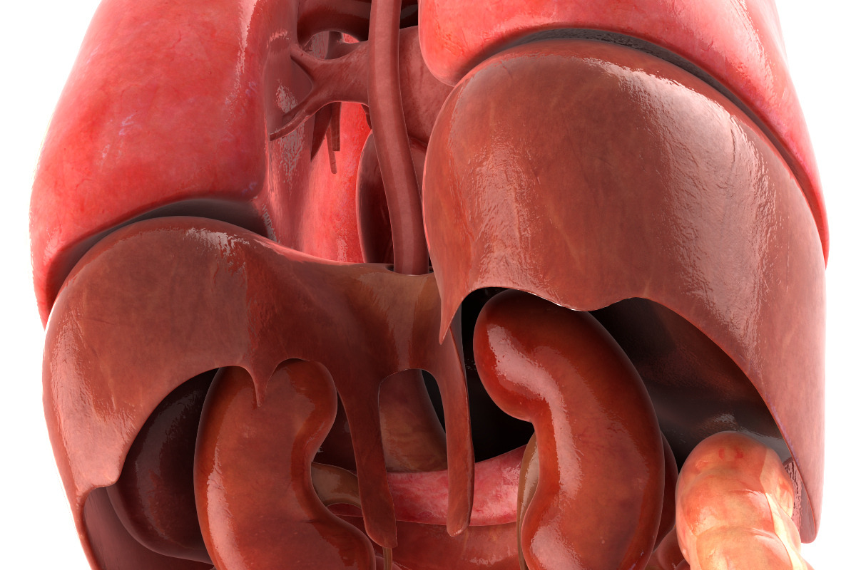 Human internal organs, a Characters & Person 3D Model by konstantin.ermolaev (Photo 17 of 46)