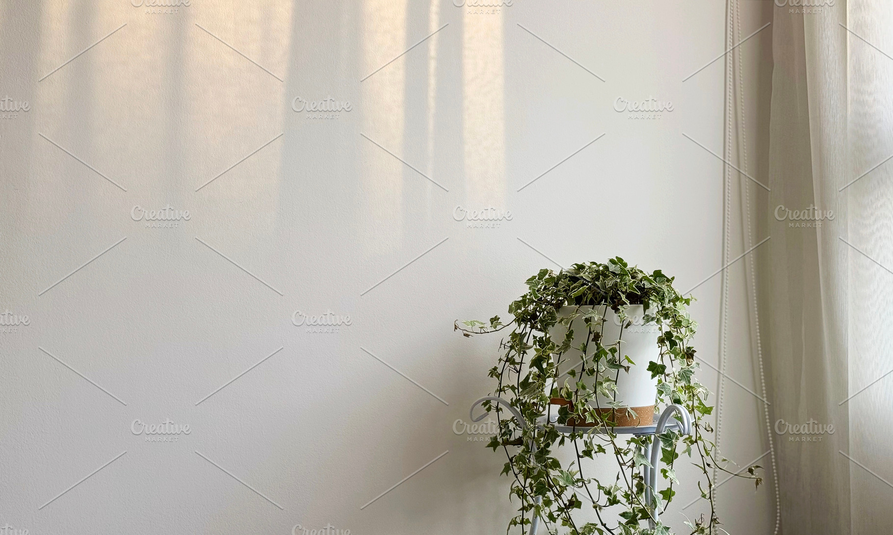 English ivy in white flower pot, a Nature Photo by ArtBackground