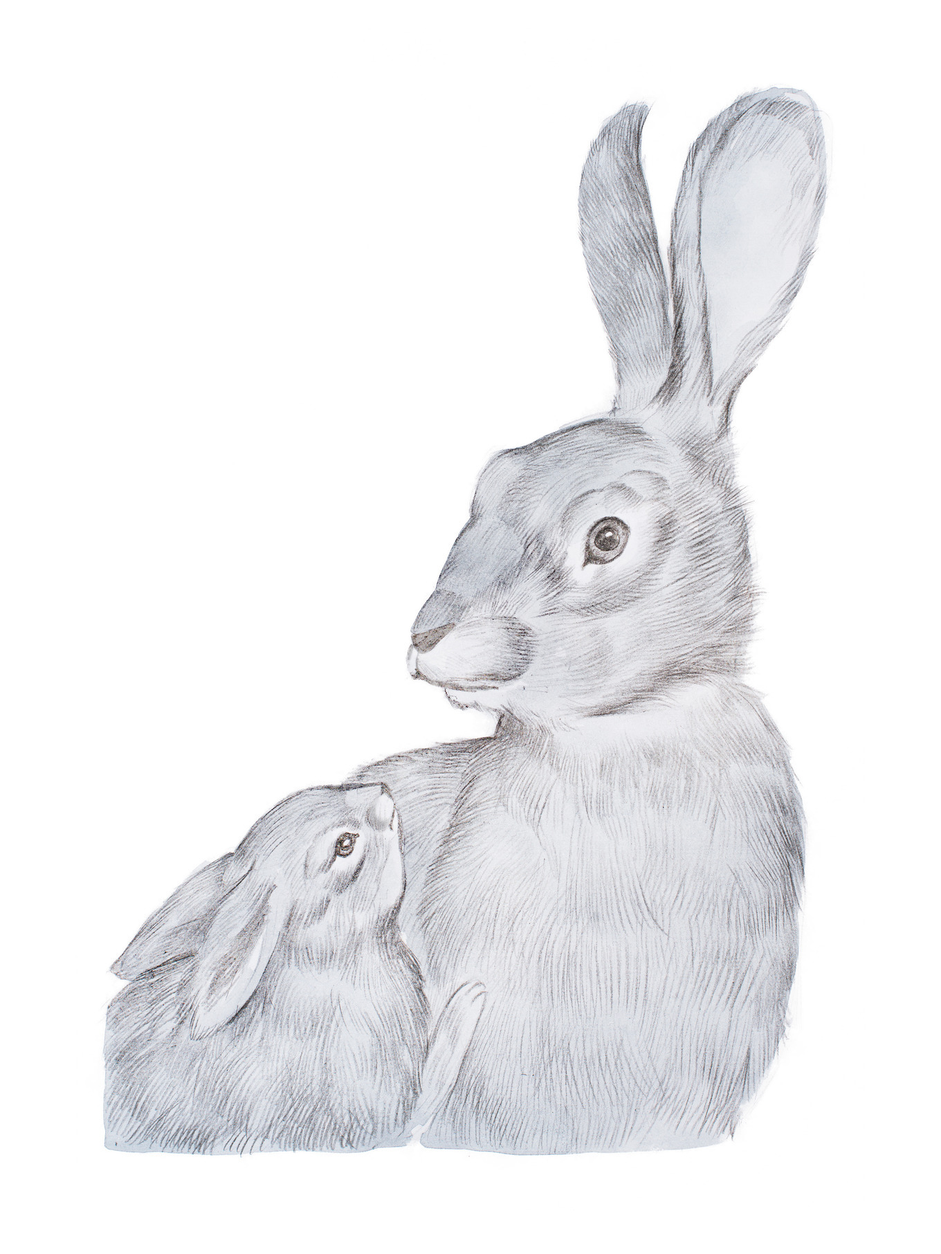 Realistic drawing of gray mother rabbit and her baby hand-drawn, an ...