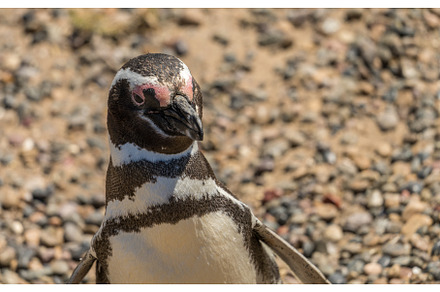 Single magellanic penguin head, an Animal Photo by Backyard Stock