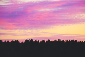 Silhouette of a Forest at Sunset