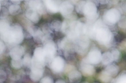 Blossom bokeh