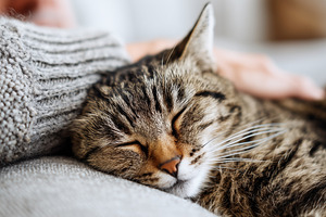 Cozy close up of a sleeping tabby, an Animal Photo by MistyDay