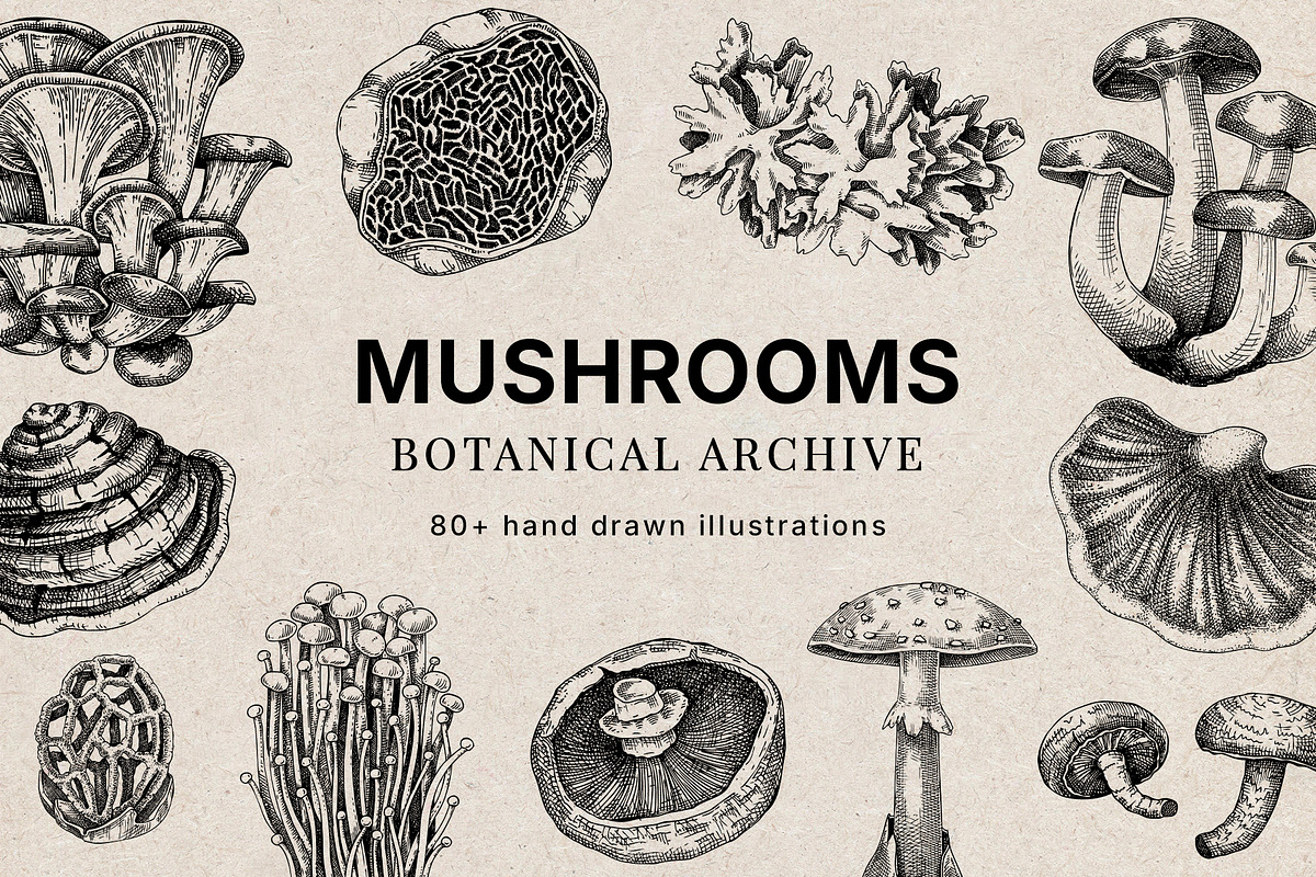 Mushrooms Vector Illustration Bundle, a Food Illustration by Yevheniia (Photo 1 of 8)