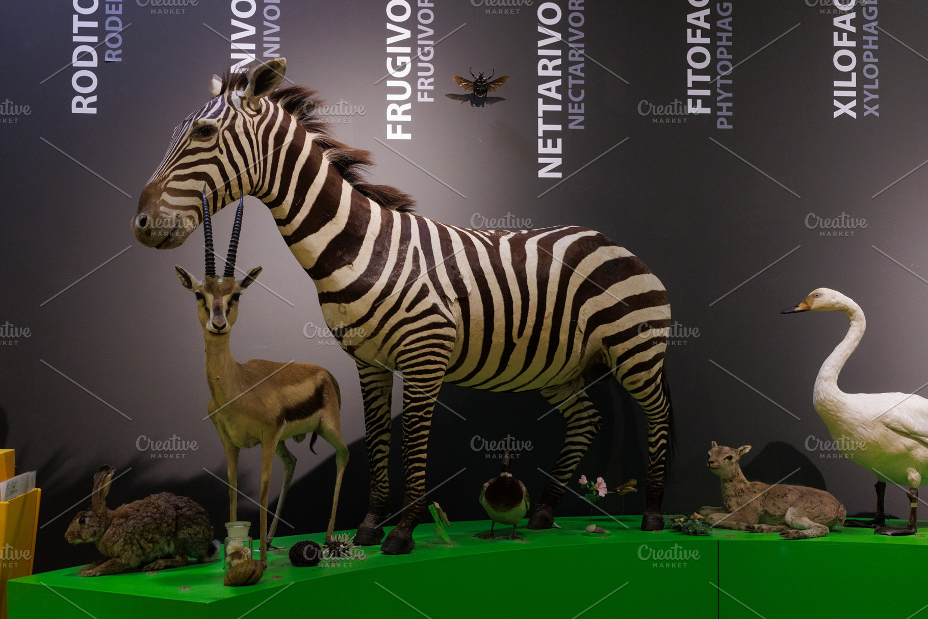 Grant's zebra and Thomson's gazelle stuffed, an Animal Photo by Bepslabor