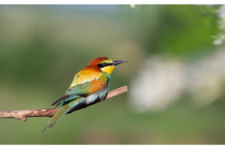beautiful wild bird on a branch, an Animal Photo by Pakosta