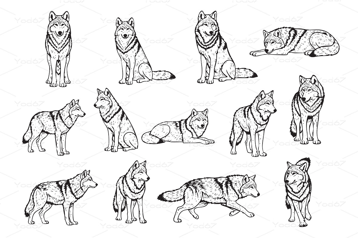 Vector of a dozen wolves in various, an Animal Illustration by yod67