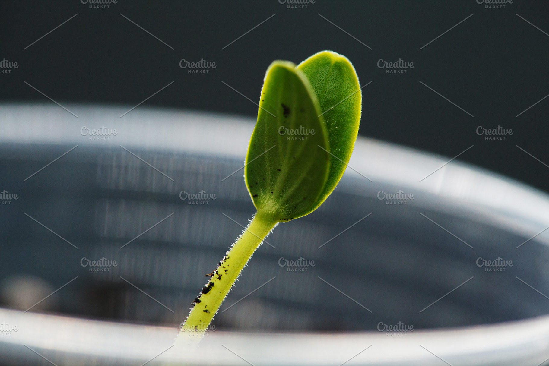 Macro shot of a single green cucumber sprout with a hairy stem. Close-up of a s, a Nature Photo by Rohan Photography