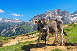 calf on Alpine pasture