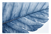 Cyle Collection · Blue Tone Leaves, a Background Graphic by milatovar (Thumbnail 28 of 32)