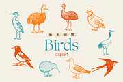 (Avian) Birds Vector Illustrations, an Animal Illustration by Rasgood (Thumbnail 1 of 8)